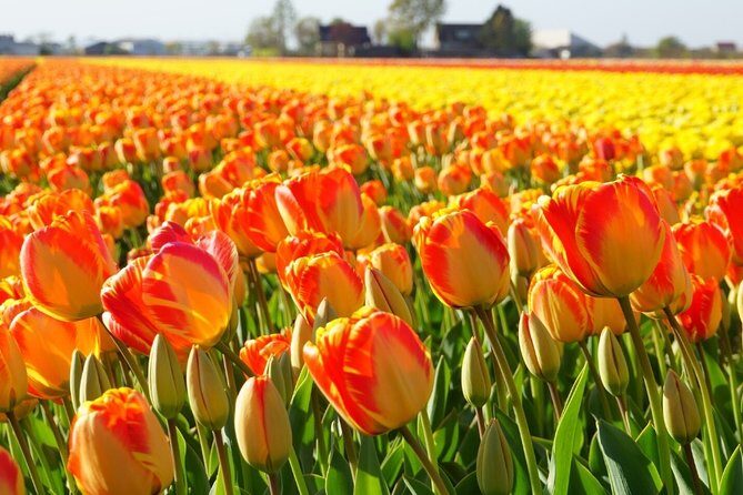 Enjoy the tulip fields by bicycle with a local guide! Tulip bike tour! - Why This Tour Is a Great Choice