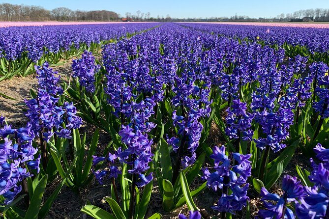 Enjoy the tulip fields by bicycle with a local guide! Tulip bike tour! - The Sum Up: Who Should Consider This Tour?