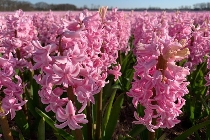 Enjoy the tulip fields by bicycle with a local guide! Tulip bike tour! - FAQ