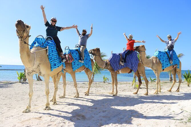 ENJOY UNIQUE CAMEL RIDE in Puerto Morelos with Transportation - Who Would Love This Tour?