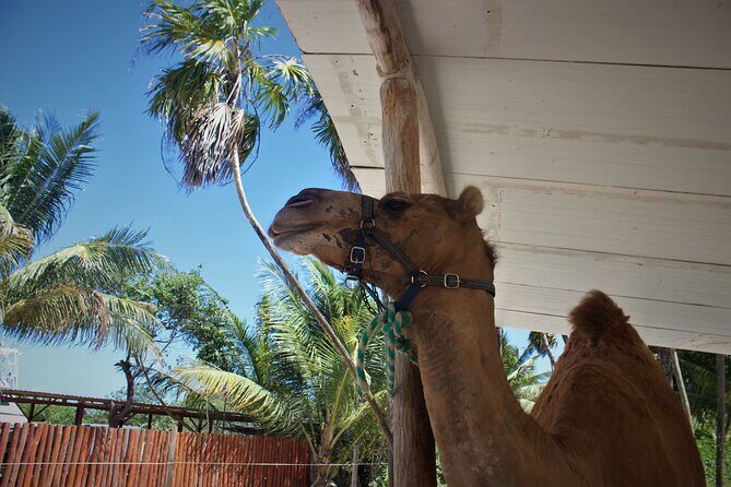 ENJOY UNIQUE CAMEL RIDE in Puerto Morelos with Transportation - FAQ