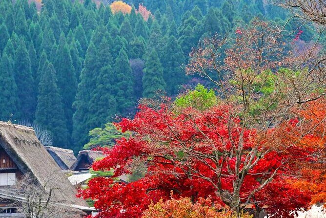 Enjoyable One day Bus Tour From Nagoya - Key Points