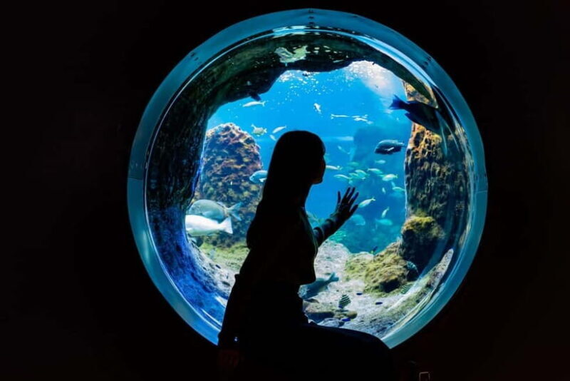 Enoshima Aquarium: Admission Ticket - A Closer Look at the Enoshima Aquarium Experience