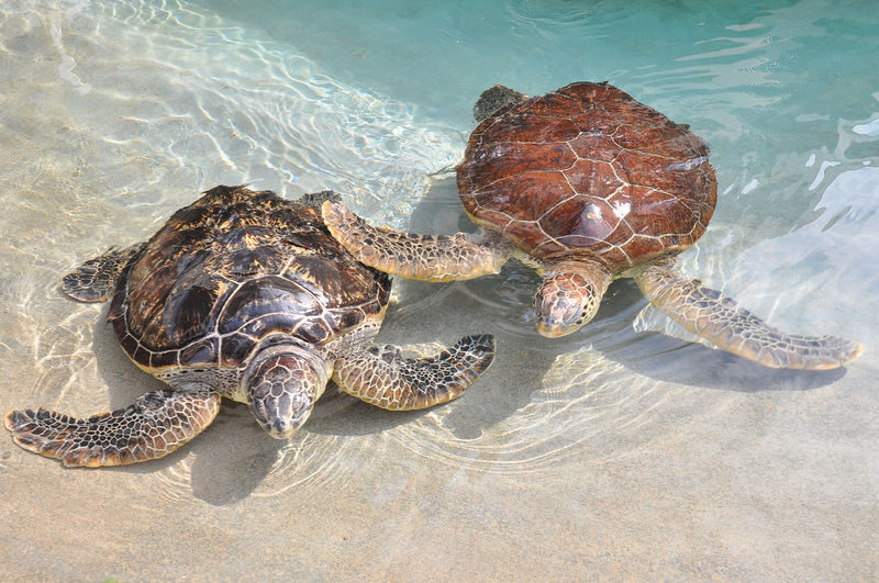 Enoshima Aquarium Ticket in Fujisawa - Getting there and using your ticket