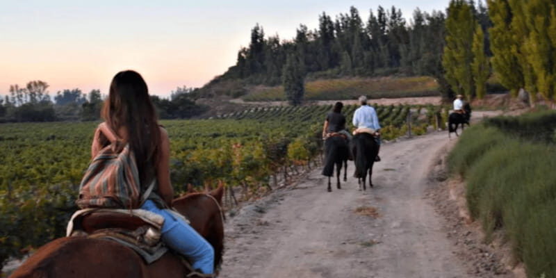 Ensenada: Horseback Riding at the Vineyards - An Authentic Ride Through the Vineyards