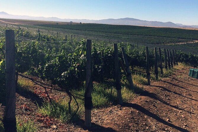 Ensenada Shore Excursion: Wine and Cheese Tour with Lunch in Ojos Negros Valley - FAQs
