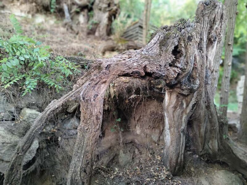 Enter the painting, touch the roots and go back in time ! - Why this tour stands out