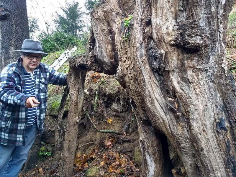 Enter the painting, touch the roots and go back in time ! - FAQ