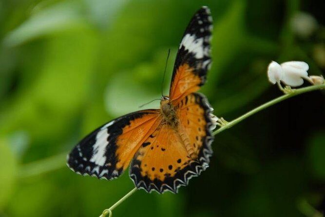 Entopia Butterfly Farm & Tropical Spice Garden Tour - The Magic of Entopia Butterfly Farm