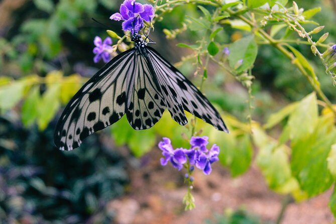 Entopia Butterfly Farm & Tropical Spice Garden Tour - Is This Tour Right for You?