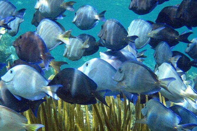 Entry Level PADI Course Discovery Scuba Dive - Introduction: A Gentle Introduction to Underwater Adventure