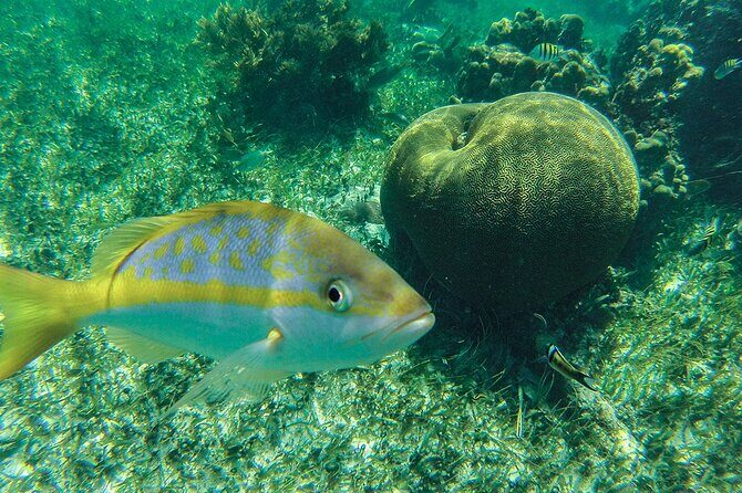 Entry Level PADI Course Discovery Scuba Dive - Why This Tour Offers Great Value