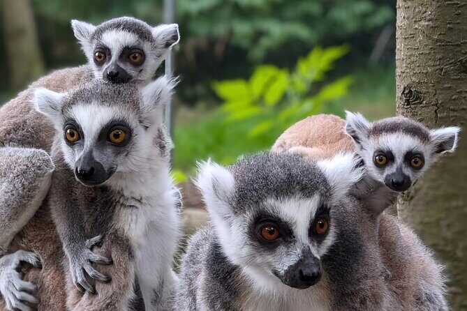 Entry ticket to Hoo Zoo and Dinosaur World in Telford - Key Points