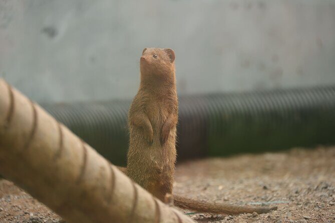 Entry ticket to Hoo Zoo and Dinosaur World in Telford - Who Will Love This Experience?