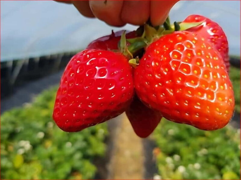 Eobi Valley, Sledding, Strawberry Picking, and Sheep Ranch - Why This Tour Offers Real Value