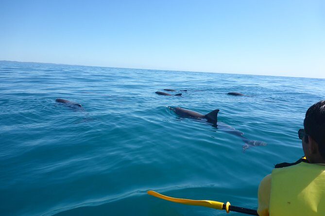 Epic Kayak With Dolphins & Wildlife - 4WD Beach Adventure Noosa - Exploring the Sunshine Coast: What This Tour Offers