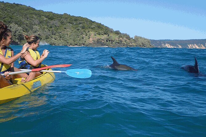 Epic Kayak With Dolphins & Wildlife - 4WD Beach Adventure Noosa - Practical Details: What You Need to Know