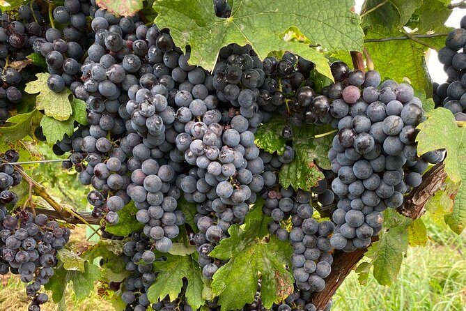 Epic Wine and Waterfall Tour - FAQ