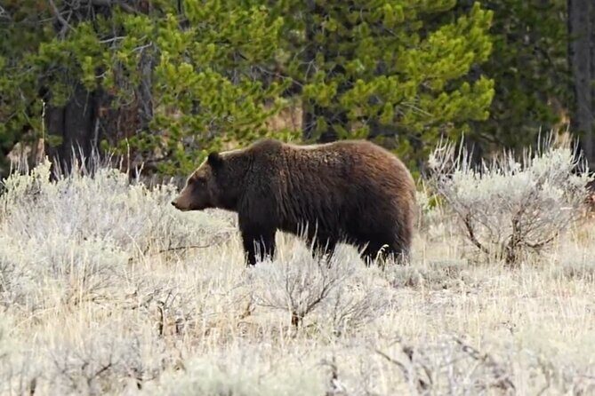 Epic Yellowstone Private Tour - Why This Tour Delivers Value