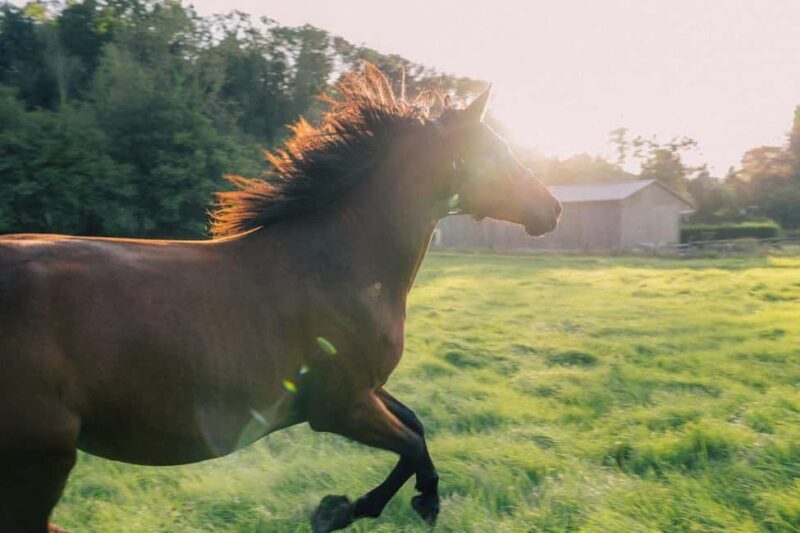 Equicoaching - experience the connection with horses in Normandy - The Structure of Your Session