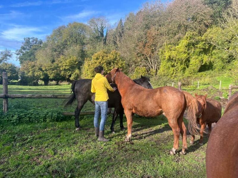 Equicoaching - experience the connection with horses in Normandy - Who Will Get the Most Out of This