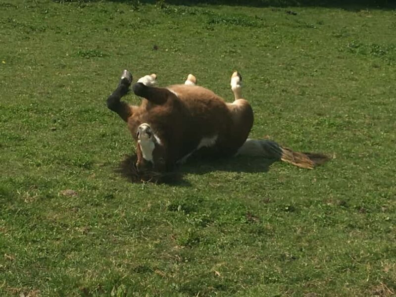 Equicoaching - experience the connection with horses in Normandy - In The Sum Up