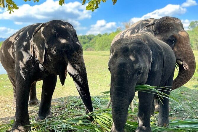 Erawan Waterfall and Elephant care from Bangkok -Private Tour - Key Points