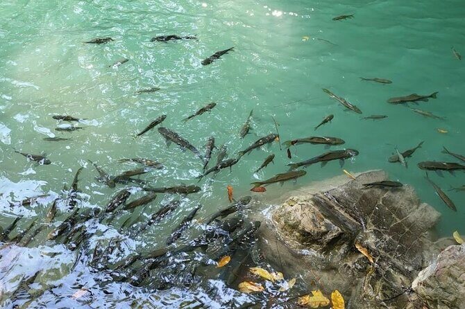 Erawan Waterfall and Elephant care from Bangkok -Private Tour - A Closer Look at the Tour Experience