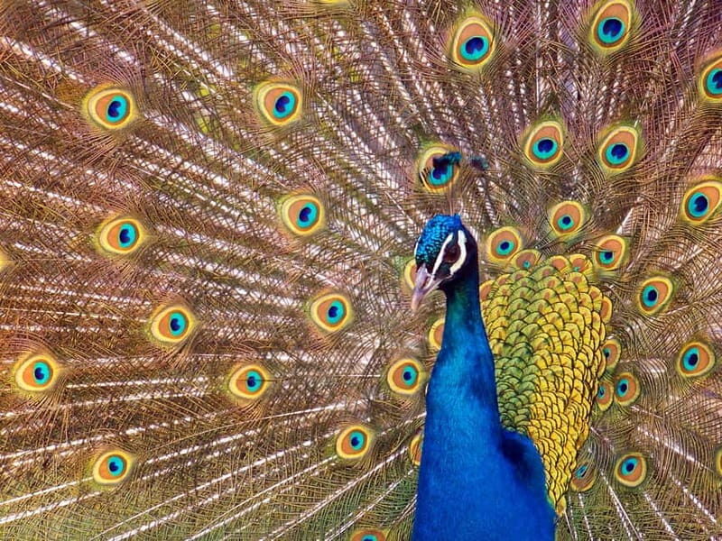 Erfurt: Erfurt Zoo Entry Ticket - Exploring Erfurt Zoo: A Guide to Germany’s Green Oasis