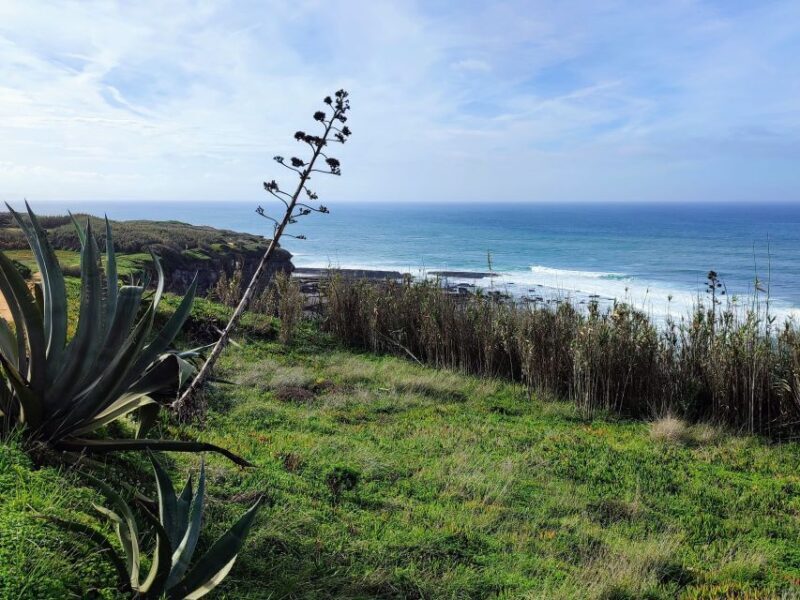 Ericeira Private Tour: 10 Tastings Food Tour - Final Thoughts: The Value of a Food-Focused Cultural Walk