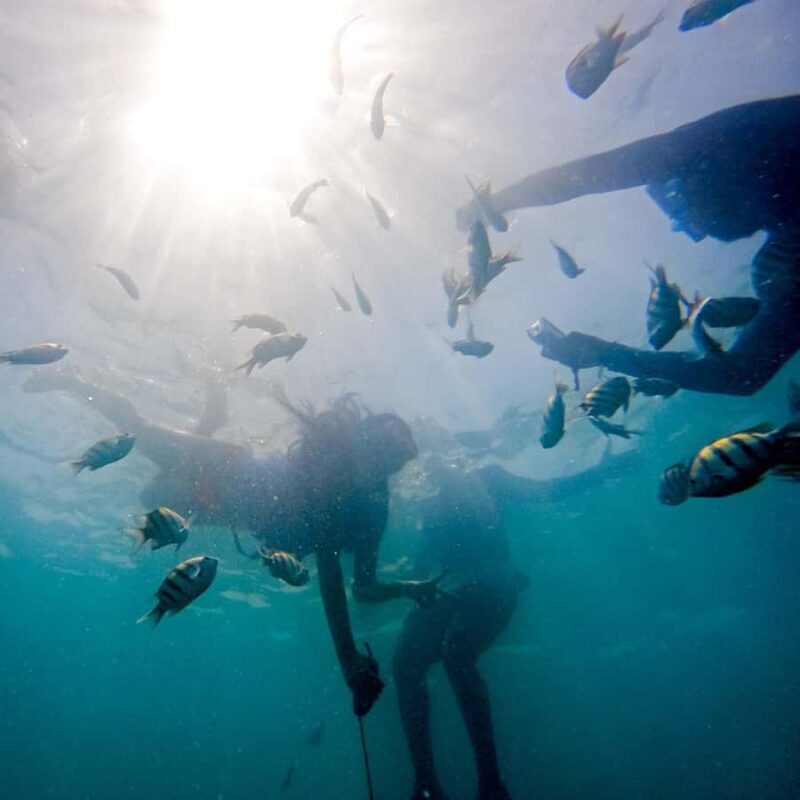 Escape from Cartagena to Isla de Baru and see the Mangroves! - Key Points