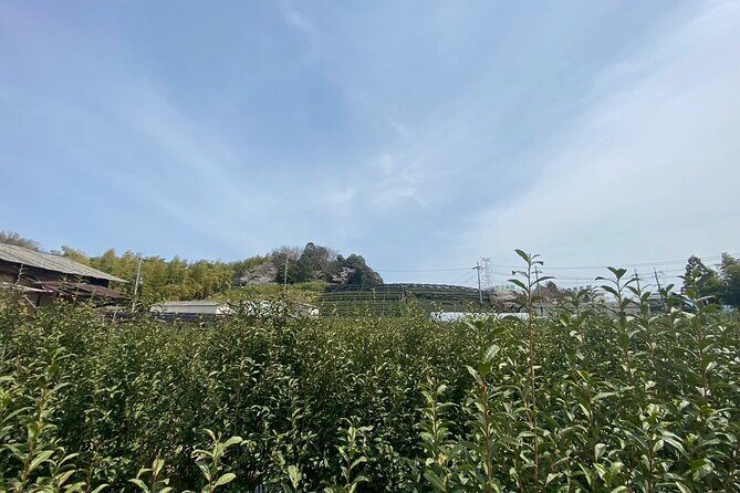 Escape the City Tea, Calligraphy and Tea Fields in Rural Kyoto - Key Points