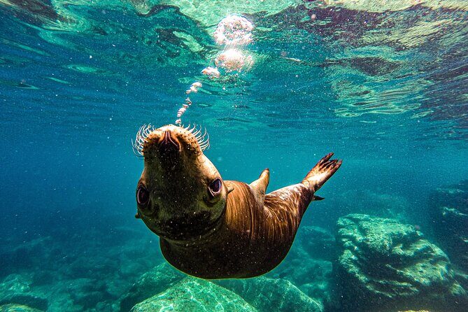 Espíritu Santo and Balandra Beach Combo Tour: Sea Lion Snorkeling - Key Points