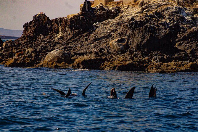 Espíritu Santo and Balandra Beach Combo Tour: Sea Lion Snorkeling - An In-Depth Look at the Espíritu Santo and Balandra Beach Tour
