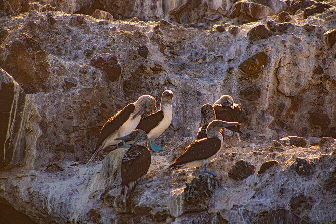 Espíritu Santo and Balandra Beach Combo Tour: Sea Lion Snorkeling - Frequently Asked Questions
