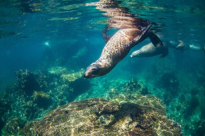 Espiritu Santo Island Snorkel & Sea Lion Adventure - An In-Depth Look at the Espiritu Santo Snorkel & Sea Lion Tour