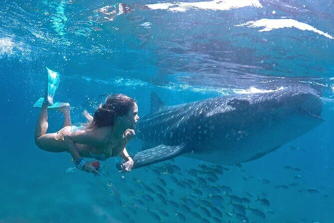 Espíritu Santo Island: snorkel SEA LIONS and Balandra Small Group - A Detailed Look at the Tour Experience