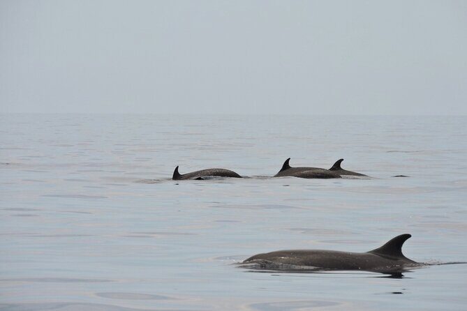 Espiritu Santo Island: Snorkel, Wildlife and Beach - The Sum Up