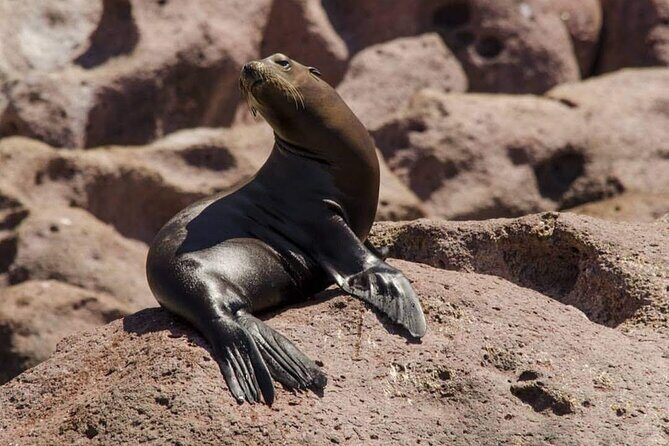 Espiritu Santo Island: Snorkel, Wildlife and Beach - FAQ
