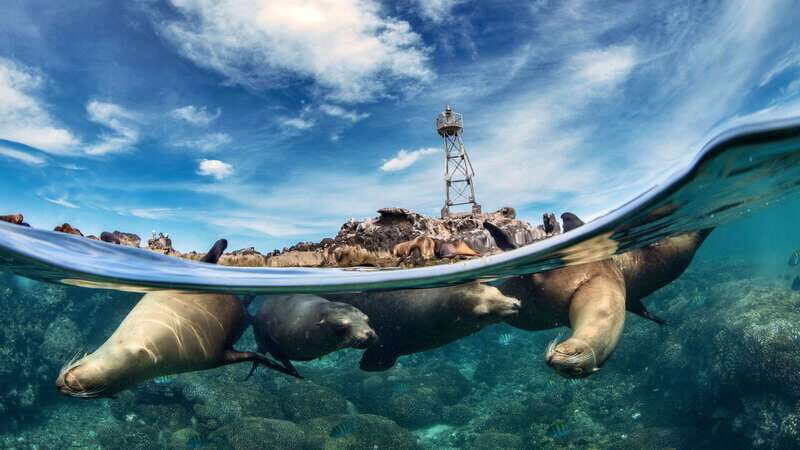 Espiritu Santo Island: Snorkeling Sea Lion Adventure - A Deep Dive into the Experience