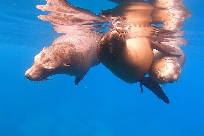 Espiritu Santo Private SCUBA Tour for Beginners - Final Thoughts