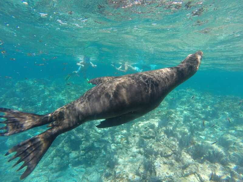 Espiritu Santo Snorkeling and Sea Lion Adventure - FAQ: Your Questions Answered