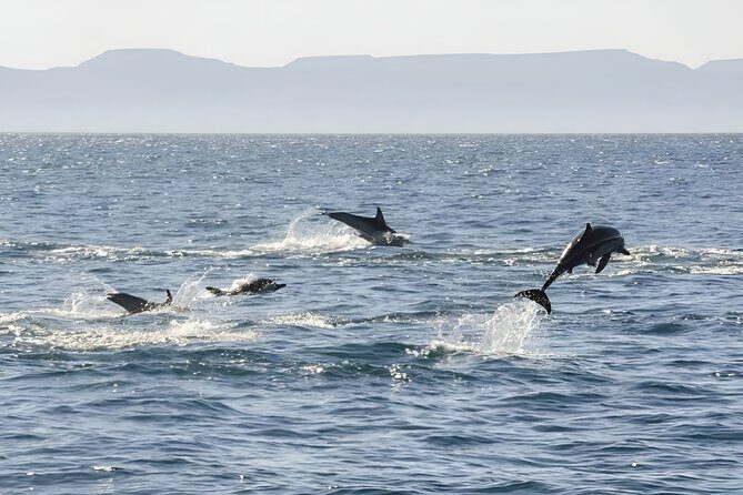 Espiritu Santo Wildlife Expedition and Snorkeling Tour (Private) - Snorkeling at Isla Los Islotes: An Intimate Encounter