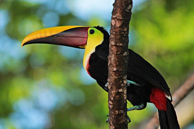 Esquipulas Bird watching Tour - Top Rainforest birding experience - Key Points