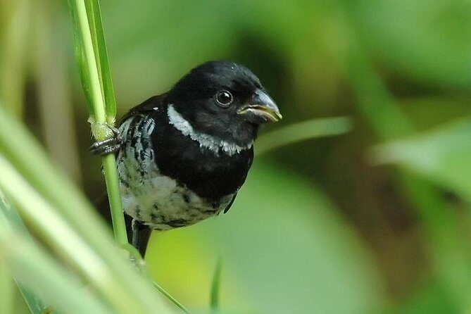 Esquipulas Bird watching Tour - Top Rainforest birding experience - A Deep Dive into the Esquipulas Bird Watching Tour
