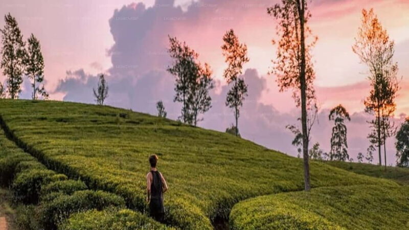 Essence of Sri Lanka: 12 Days of Culture, Nature & Adventure - What the Tour Means for You