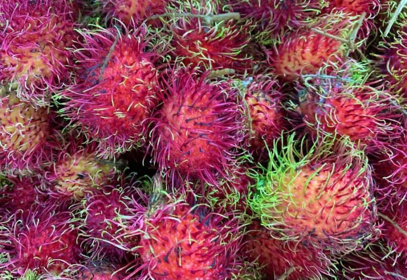 Essential Fruit Experience - Frequently Asked Questions