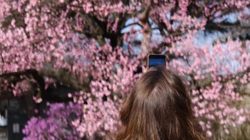 Essential Seoul: Hanbok, Hanok & Handmade Noodles - The Sum Up: Who Is This Tour Best For?