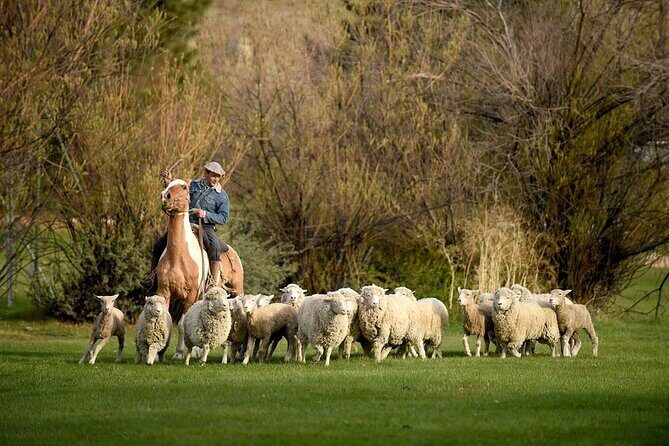 Estancia 25 de Mayo Experience with Dinner from Calafate - An In-Depth Look at the Estancia 25 de Mayo Experience