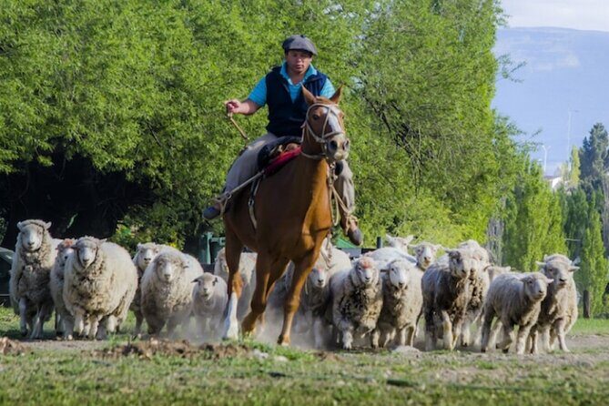 Estancia 25 de Mayo Experience with Dinner from Calafate - Who This Tour Is Best For